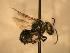  ( - JBWM0311669)  @12 [ ] Copyright (2008) Unspecified J.B. Wallis Museum of Entomology, University of Manitoba