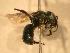  ( - JBWM0311670)  @13 [ ] Copyright (2008) Unspecified J.B. Wallis Museum of Entomology, University of Manitoba