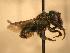  ( - JBWM0311671)  @13 [ ] Copyright (2008) Unspecified J.B. Wallis Museum of Entomology, University of Manitoba