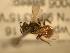  ( - JBWM0311687)  @12 [ ] Copyright (2008) Unspecified J.B. Wallis Museum of Entomology, University of Manitoba