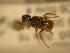  ( - JBWM0311688)  @13 [ ] Copyright (2008) Unspecified J.B. Wallis Museum of Entomology, University of Manitoba