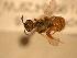  ( - JBWM0311689)  @13 [ ] Copyright (2008) Unspecified J.B. Wallis Museum of Entomology, University of Manitoba
