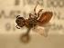  ( - JBWM0311690)  @14 [ ] Copyright (2008) Unspecified J.B. Wallis Museum of Entomology, University of Manitoba