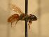  ( - JBWM0311692)  @14 [ ] Copyright (2008) Unspecified J.B. Wallis Museum of Entomology, University of Manitoba