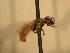  ( - JBWM0311693)  @13 [ ] Copyright (2008) Unspecified J.B. Wallis Museum of Entomology, University of Manitoba