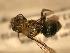  ( - JBWM0311723)  @12 [ ] Copyright (2008) Unspecified J.B. Wallis Museum of Entomology, University of Manitoba