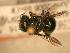  ( - JBWM0311724)  @12 [ ] Copyright (2008) Unspecified J.B. Wallis Museum of Entomology, University of Manitoba