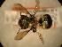  ( - JBWM0311778)  @13 [ ] Copyright (2008) Unspecified J.B. Wallis Museum of Entomology, University of Manitoba
