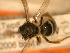  ( - JBWM0311910)  @12 [ ] Copyright (2008) Unspecified J.B. Wallis Museum of Entomology, University of Manitoba