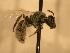 ( - JBWM0311920)  @13 [ ] Copyright (2008) Unspecified J.B. Wallis Museum of Entomology, University of Manitoba