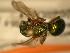  ( - JBWM0311957)  @12 [ ] Copyright (2008) Unspecified J.B. Wallis Museum of Entomology, University of Manitoba