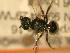  ( - JBWM0311969)  @12 [ ] Copyright (2008) Unspecified J.B. Wallis Museum of Entomology, University of Manitoba