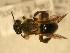  ( - JBWM0316143)  @13 [ ] Copyright (2008) Unspecified J.B. Wallis Museum of Entomology, University of Manitoba