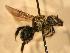  ( - JBWM0316246)  @12 [ ] Copyright (2008) Unspecified J.B. Wallis Museum of Entomology, University of Manitoba