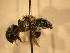  ( - JBWM0316247)  @12 [ ] Copyright (2008) Unspecified J.B. Wallis Museum of Entomology, University of Manitoba