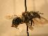  ( - JBWM0316248)  @12 [ ] Copyright (2008) Unspecified J.B. Wallis Museum of Entomology, University of Manitoba