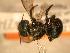  ( - JBWM0316265)  @12 [ ] Copyright (2008) Unspecified J.B. Wallis Museum of Entomology, University of Manitoba