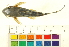  ( - OL-0709)  @12 [ ] CreativeCommons - Attribution (2012) CBG Photography Group Centre for Biodiversity Genomics