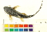  ( - OL-0710)  @12 [ ] CreativeCommons - Attribution (2012) CBG Photography Group Centre for Biodiversity Genomics