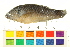  ( - OL-0729)  @15 [ ] CreativeCommons - Attribution (2012) CBG Photography Group Centre for Biodiversity Genomics