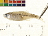  (Microdevario gatesi - OL-0130)  @13 [ ] CreativeCommons - Attribution (2009) Unspecified Centre for Biodiversity Genomics