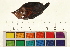 ( - OL-0589)  @11 [ ] CreativeCommons - Attribution (2009) Unspecified Centre for Biodiversity Genomics