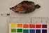  ( - OL-0499)  @12 [ ] CreativeCommons - Attribution (2010) Unspecified Centre for Biodiversity Genomics