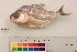  ( - OL-0518)  @13 [ ] CreativeCommons - Attribution (2010) Unspecified Centre for Biodiversity Genomics