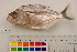  ( - OL-0519)  @12 [ ] CreativeCommons - Attribution (2010) Unspecified Centre for Biodiversity Genomics