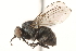  ( - 10PROBE-15397)  @15 [ ] CreativeCommons - Attribution (2015) CBG Photography Group Centre for Biodiversity Genomics