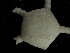  (Ophioplinthus tuberosa - 144_166.2.1)  @11 [ ] CreativeCommons - Attribution Share-Alike (2024) Chester Sands British Antarctic Survey