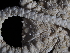  (Ophioplinthus olstadi - 144_607.1.4)  @11 [ ] CreativeCommons - Attribution Share-Alike (2024) Chester Sands British Antarctic Survey