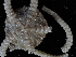 ( - 144_607.1.1)  @11 [ ] CreativeCommons - Attribution Share-Alike (2024) Chester Sands British Antarctic Survey