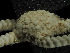  ( - PS77_291-1.7)  @11 [ ] CreativeCommons - Attribution Share-Alike (2024) Chester Sands British Antarctic Survey
