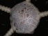  (Ophioplinthus confragosa - PS77_208-2.27)  @13 [ ] CreativeCommons - Attribution Non-Commercial Share-Alike (2011) Chester Sands British Antarctic Survey