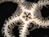  (Amphiura eugeniae - PS77_208-3.15)  @13 [ ] CreativeCommons - Attribution Non-Commercial Share-Alike (2011) Chester Sands British Antarctic Survey