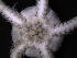  (Glaciacantha - PS77_235-3.2)  @13 [ ] CreativeCommons - Attribution Non-Commercial Share-Alike (2011) Chester Sands British Antarctic Survey