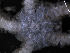  (Ophioplinthus aff. brevirima - PS77_291-1.7)  @11 [ ] CreativeCommons - Attribution Non-Commercial Share-Alike (2011) Chester Sands British Antarctic Survey