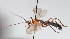  (Aleiodes esenbeckii - NK1487)  @11 [ ] Copyright (2022) Alexander Ageev All-Russian Research Institute for Silviculture and Mechanization of Forestry