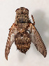  (Estheria rufipes - NK1525)  @11 [ ] Copyright (2022) Natalia Kirichenko, Anton Efremenko Sukachev Institute of Forest SB RAS