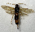  ( - NK1533)  @11 [ ] Copyright (2022) Natalia Kirichenko, Anton Efremenko Sukachev Institute of Forest SB RAS