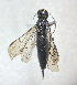  (Tremex magus - NK1561)  @11 [ ] Copyright (2049) Natalia Kirichenko, Anton Efremenko Sukachev Institute of Forest SB RAS