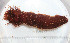  ( - BAM00029)  @13 [ ] CreativeCommons - Attribution (2010) Unspecified Centre for Biodiversity Genomics