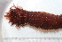  ( - BAM00029)  @13 [ ] CreativeCommons - Attribution (2010) Unspecified Centre for Biodiversity Genomics