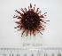  (Mesocentrotus - BAM00034)  @14 [ ] CreativeCommons - Attribution (2010) Unspecified Centre for Biodiversity Genomics