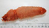  ( - BAM00035)  @14 [ ] CreativeCommons - Attribution (2010) Unspecified Centre for Biodiversity Genomics