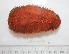  ( - BAM00036)  @13 [ ] CreativeCommons - Attribution (2010) Unspecified Centre for Biodiversity Genomics
