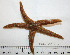  ( - BAM00053)  @13 [ ] CreativeCommons - Attribution (2010) Unspecified Centre for Biodiversity Genomics