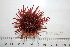  ( - BAM00059)  @13 [ ] CreativeCommons - Attribution (2010) Unspecified Centre for Biodiversity Genomics