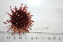  ( - BAM00059)  @13 [ ] CreativeCommons - Attribution (2010) Unspecified Centre for Biodiversity Genomics